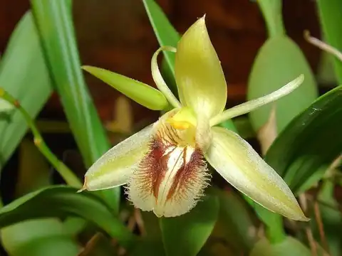 Foto dokumenter Coelogyne fimbriata