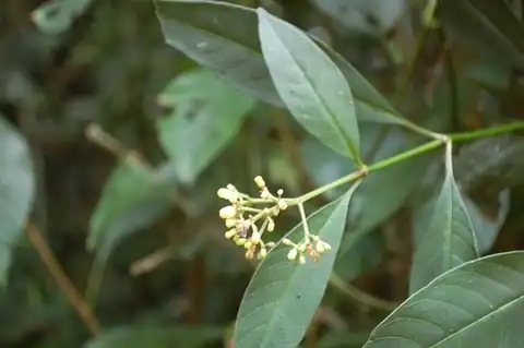 Foto dokumenter Palicourea pubescens