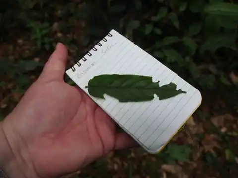 Foto dokumenter Casearia arborea