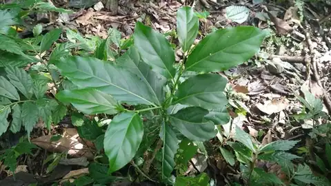 Foto dokumenter Casearia membranacea