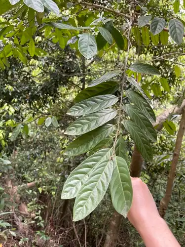 Foto dokumenter Casearia velutina