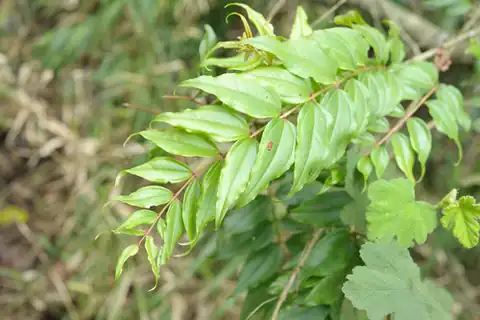 Foto dokumenter Coriaria intermedia