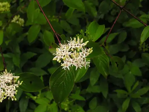 Foto dokumenter Cornus amomum