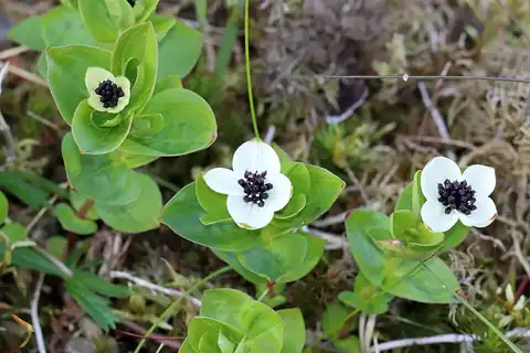 Foto dokumenter Cornus suecica