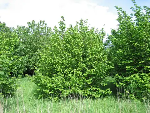 Foto dokumenter Corylus avellana