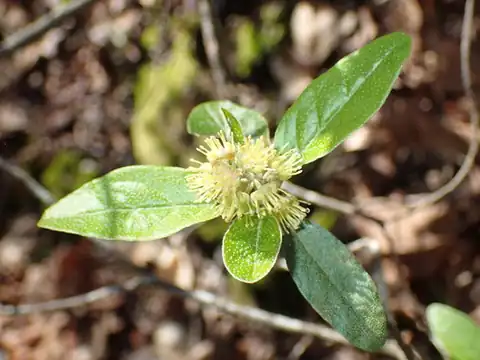 Foto dokumenter Croton alabamensis