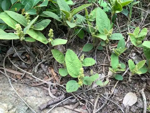 Foto dokumenter Croton crassifolius