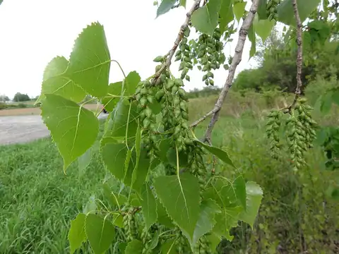 Foto dokumenter Populus deltoides