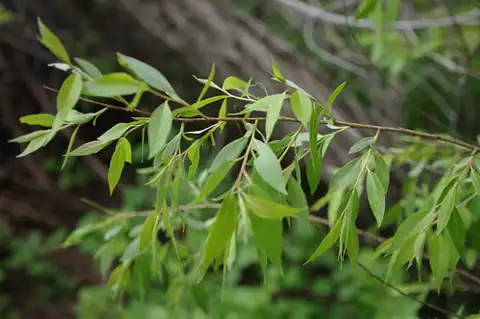 Foto dokumenter Salix amygdaloides