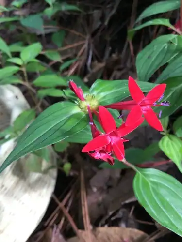 Foto dokumenter Crusea coccinea