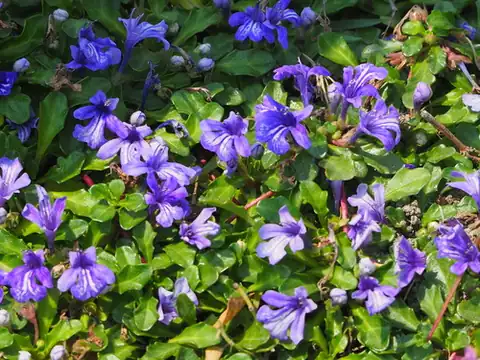 Foto dokumenter Ajuga pygmaea