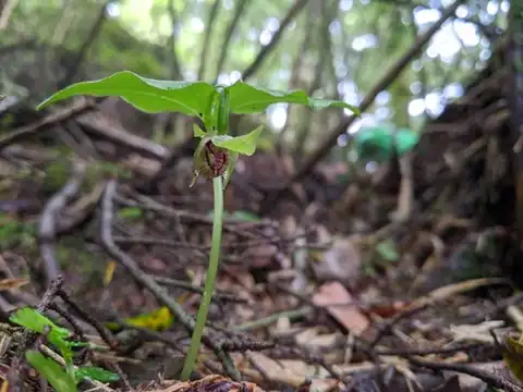Foto dokumenter Cypripedium debile