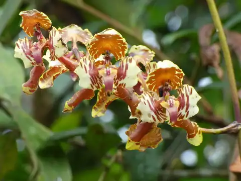 Foto dokumenter Cyrtochilum halteratum