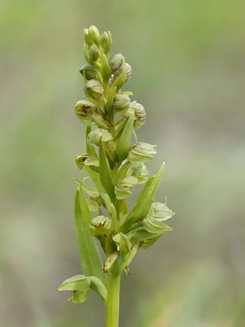 Foto dokumenter Dactylorhiza viridis