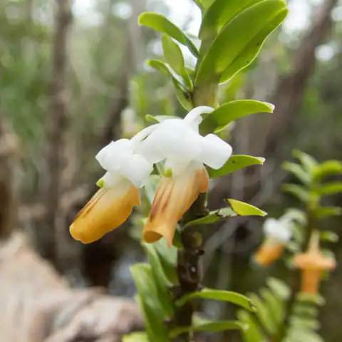 Foto dokumenter Dendrobium ellipsophyllum
