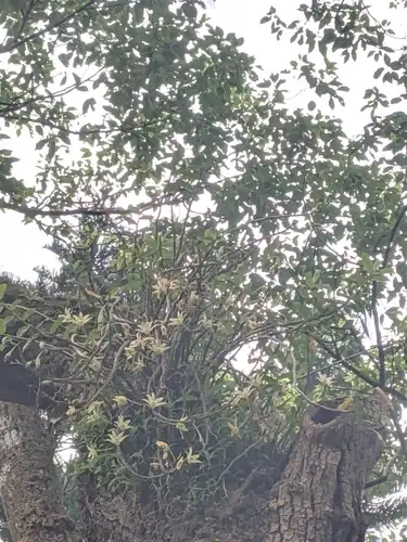Foto dokumenter Dendrobium officinale