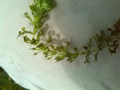 Foto dokumenter Aldrovanda vesiculosa