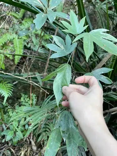 Foto dokumenter Dendropanax proteus