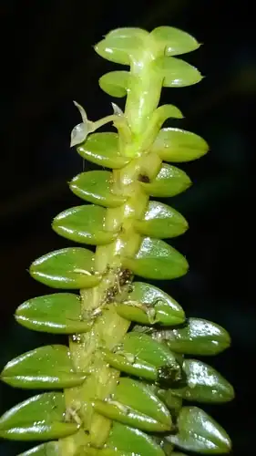 Foto dokumenter Dichaea pendula