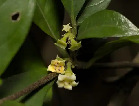 Foto dokumenter Alleizettella leucocarpa