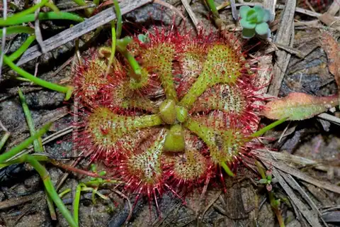 Foto dokumenter Drosera brevifolia