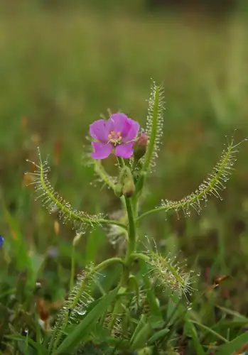Foto dokumenter Drosera indica