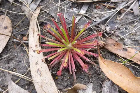 Foto dokumenter Drosera petiolaris
