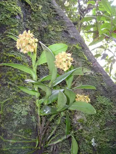 Foto dokumenter Epidendrum anceps