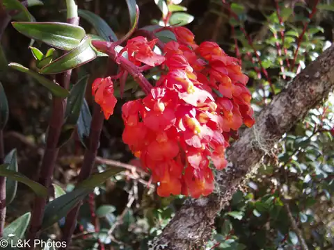 Foto dokumenter Epidendrum ardens
