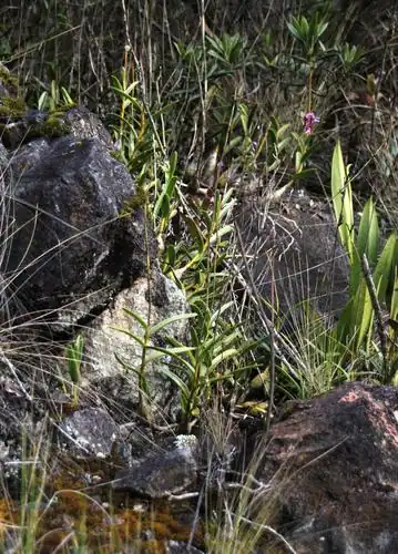 Foto dokumenter Epidendrum blepharistes