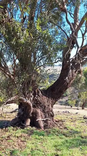 Foto dokumenter Eucalyptus odorata