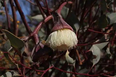 Foto dokumenter Eucalyptus pyriformis