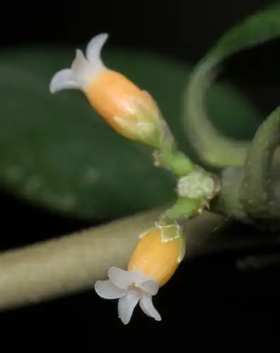 Foto dokumenter Alyxia sinensis