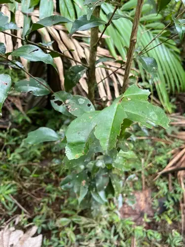 Foto dokumenter Eugenia biflora