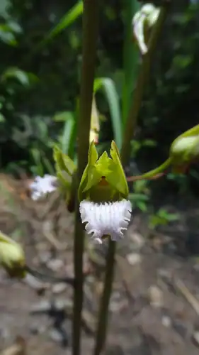 Foto dokumenter Eulophia nuda