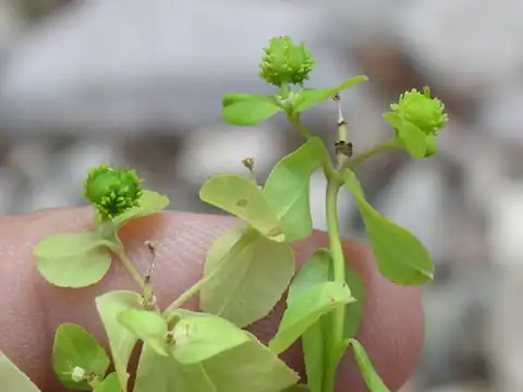 Foto dokumenter Euphorbia alta