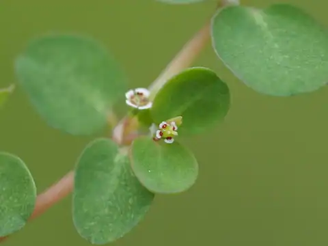 Foto dokumenter Euphorbia serpens