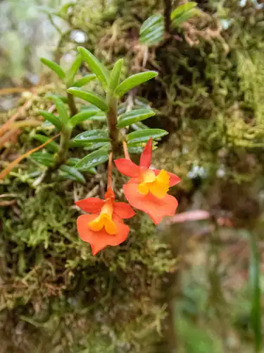Foto dokumenter Fernandezia subbiflora
