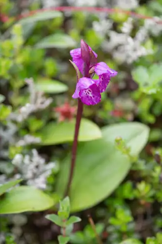Foto dokumenter Galearis spathulata