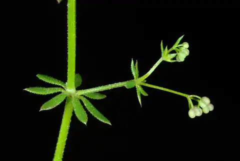 Foto dokumenter Galium anglicum