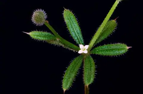 Foto dokumenter Galium aparine