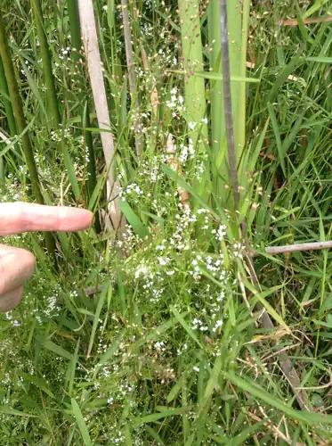 Foto dokumenter Galium debile