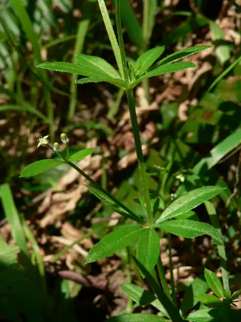 Foto dokumenter Galium triflorum