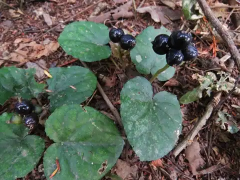 Foto dokumenter Geophila macropoda