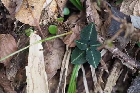 Foto dokumenter Goodyera biflora