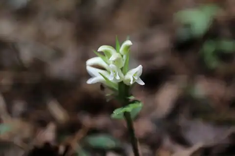 Foto dokumenter Goodyera henryi