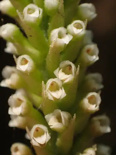 Foto dokumenter Goodyera procera