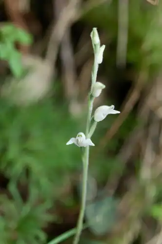 Foto dokumenter Goodyera schlechtendaliana