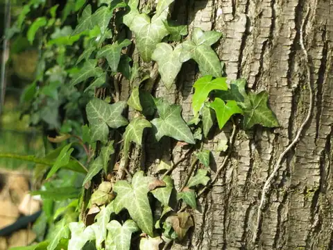 Foto dokumenter Hedera helix