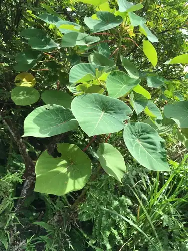 Foto dokumenter Homalanthus fastuosus